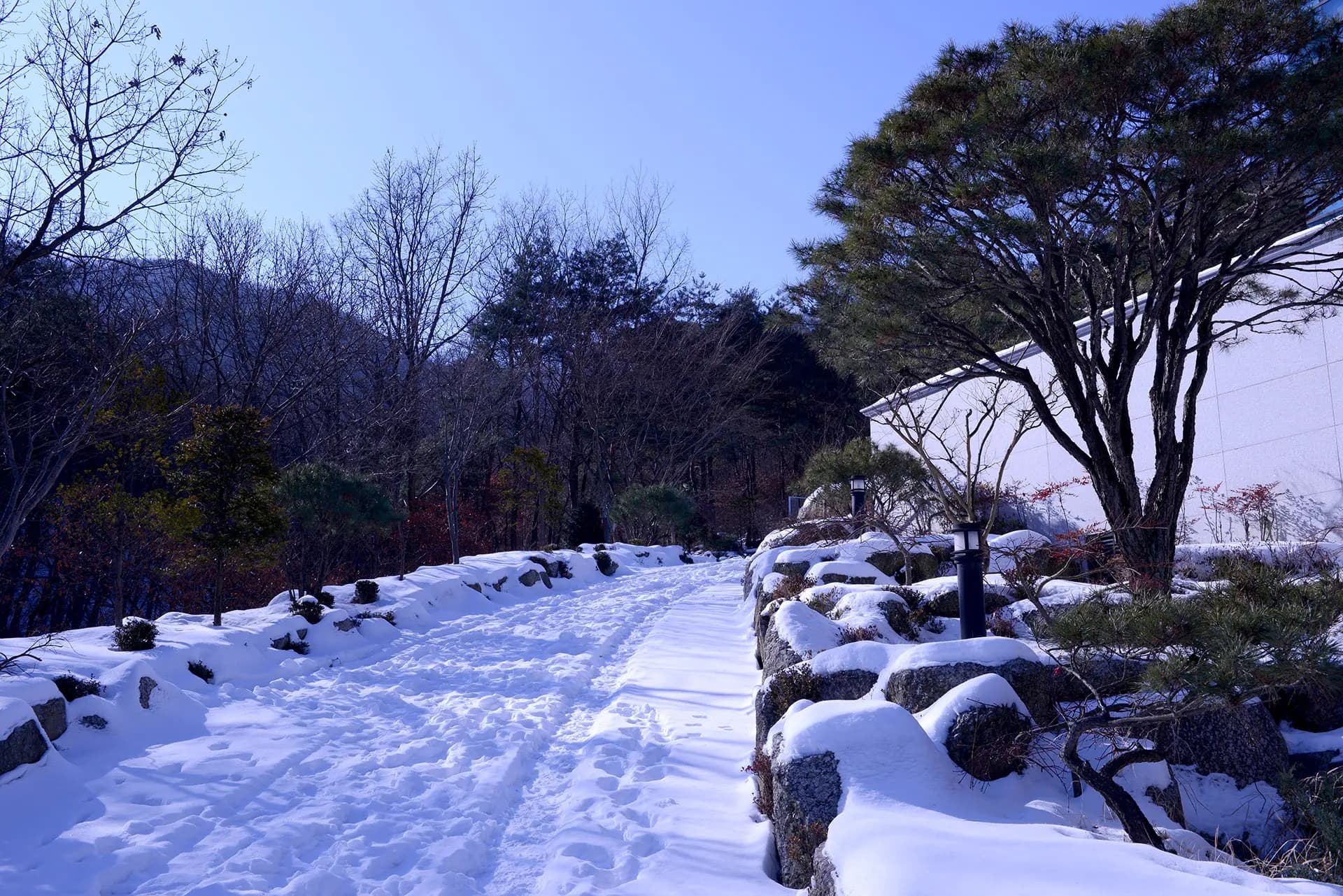Garden 15